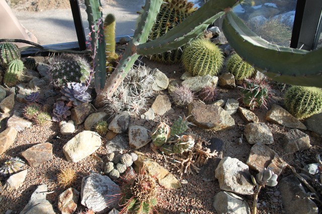 what's in the alpine house now...tender succulents. very cool. 